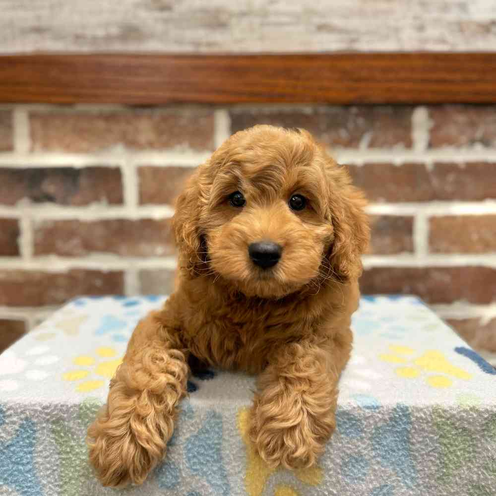 Mini Labradoodle 2nd Gen image