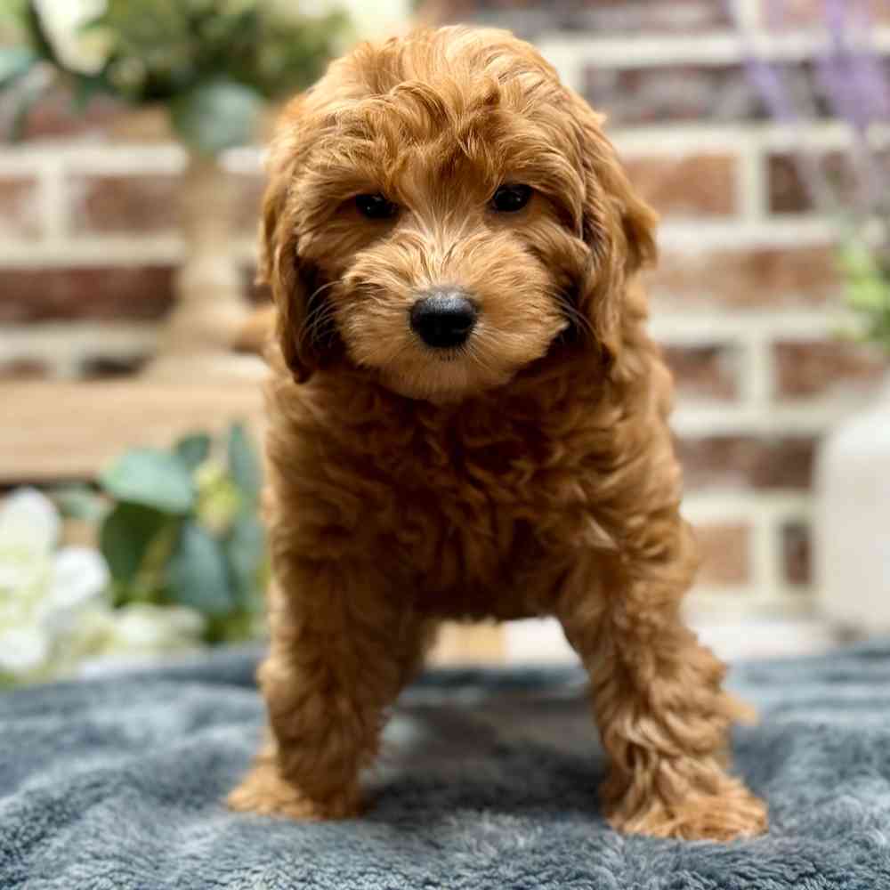Mini Goldendoodle 2nd Gen image