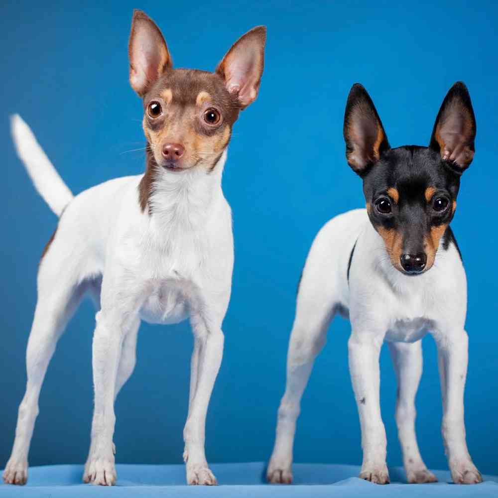 Toy Fox Terrier image