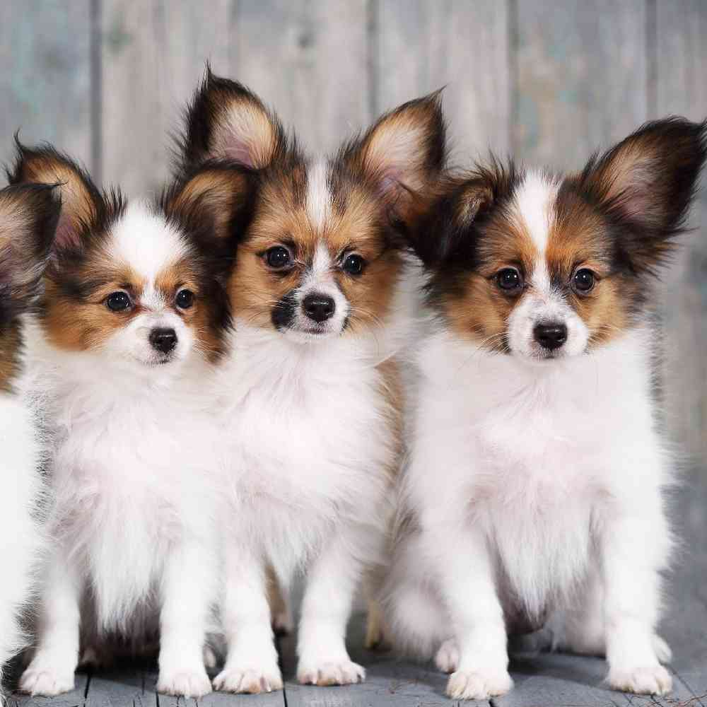 Papillon Puppies for Sale