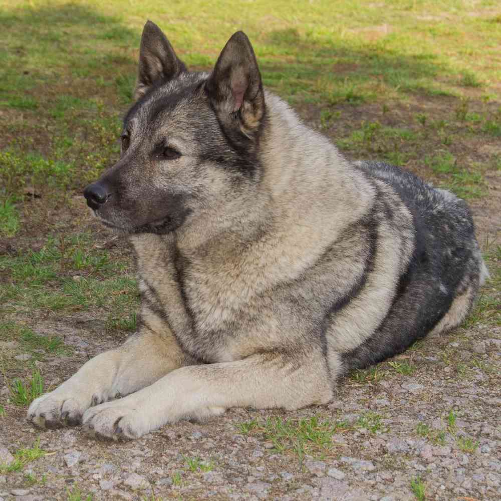 Norwegian Elkhound image