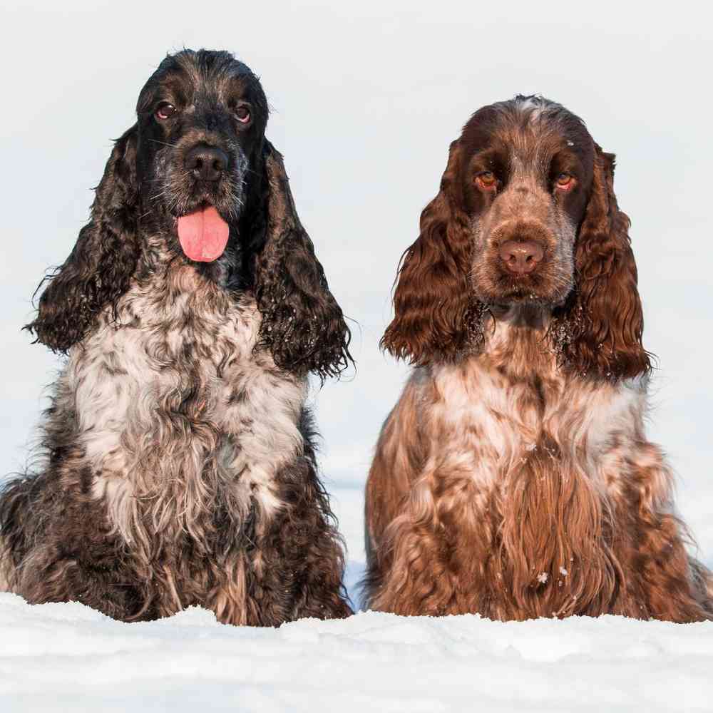 English Cocker Spaniel image