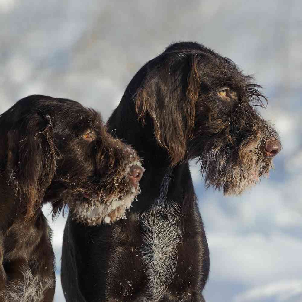 German Wirehair Pointer image