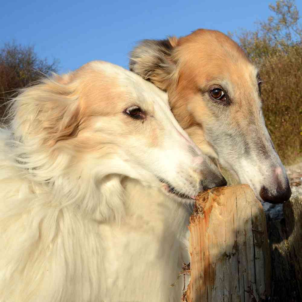 Borzoi image