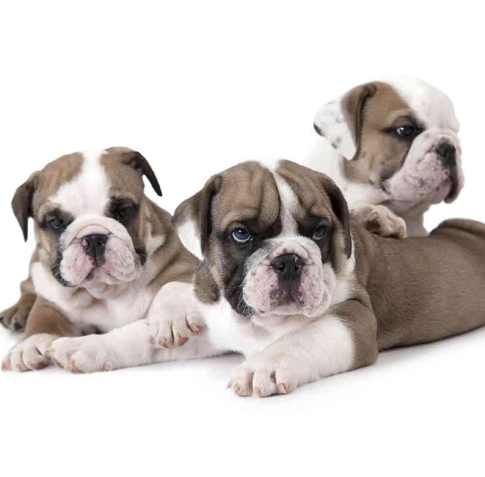 Old English Bulldog image