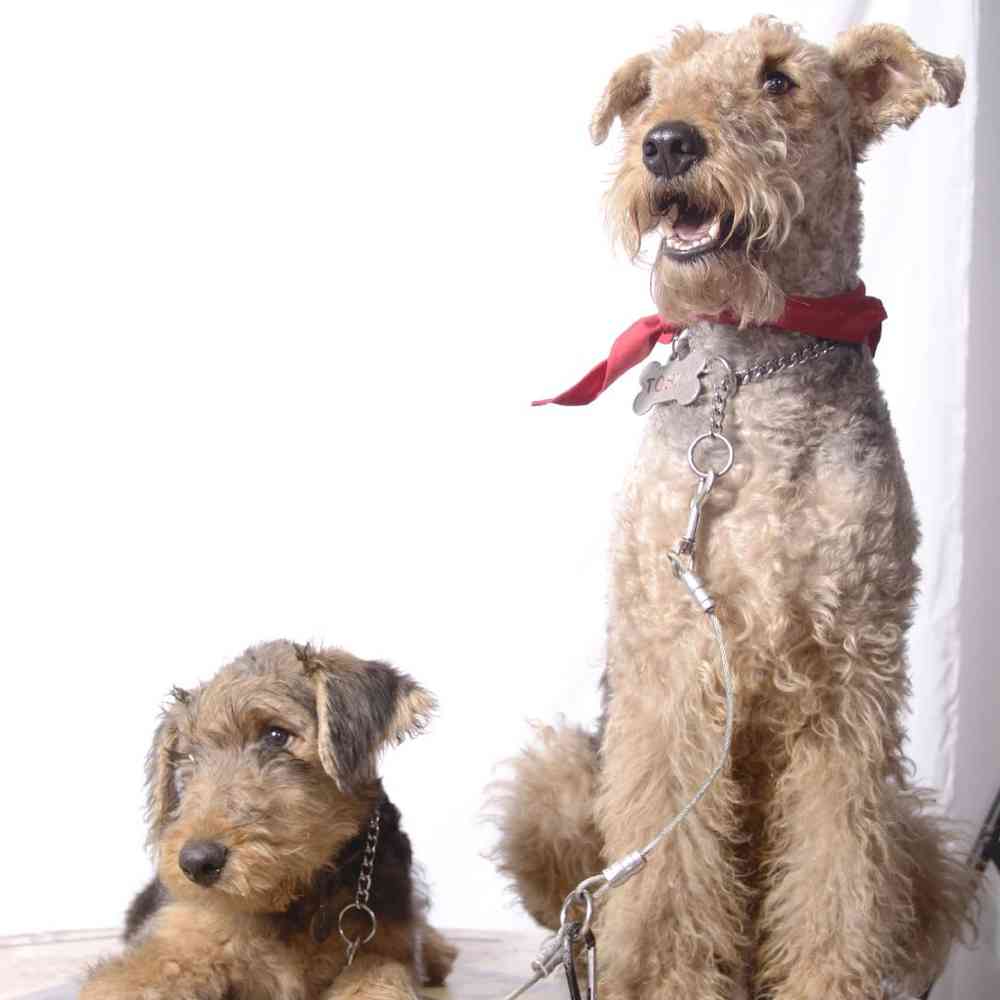 Airedale Terrier image