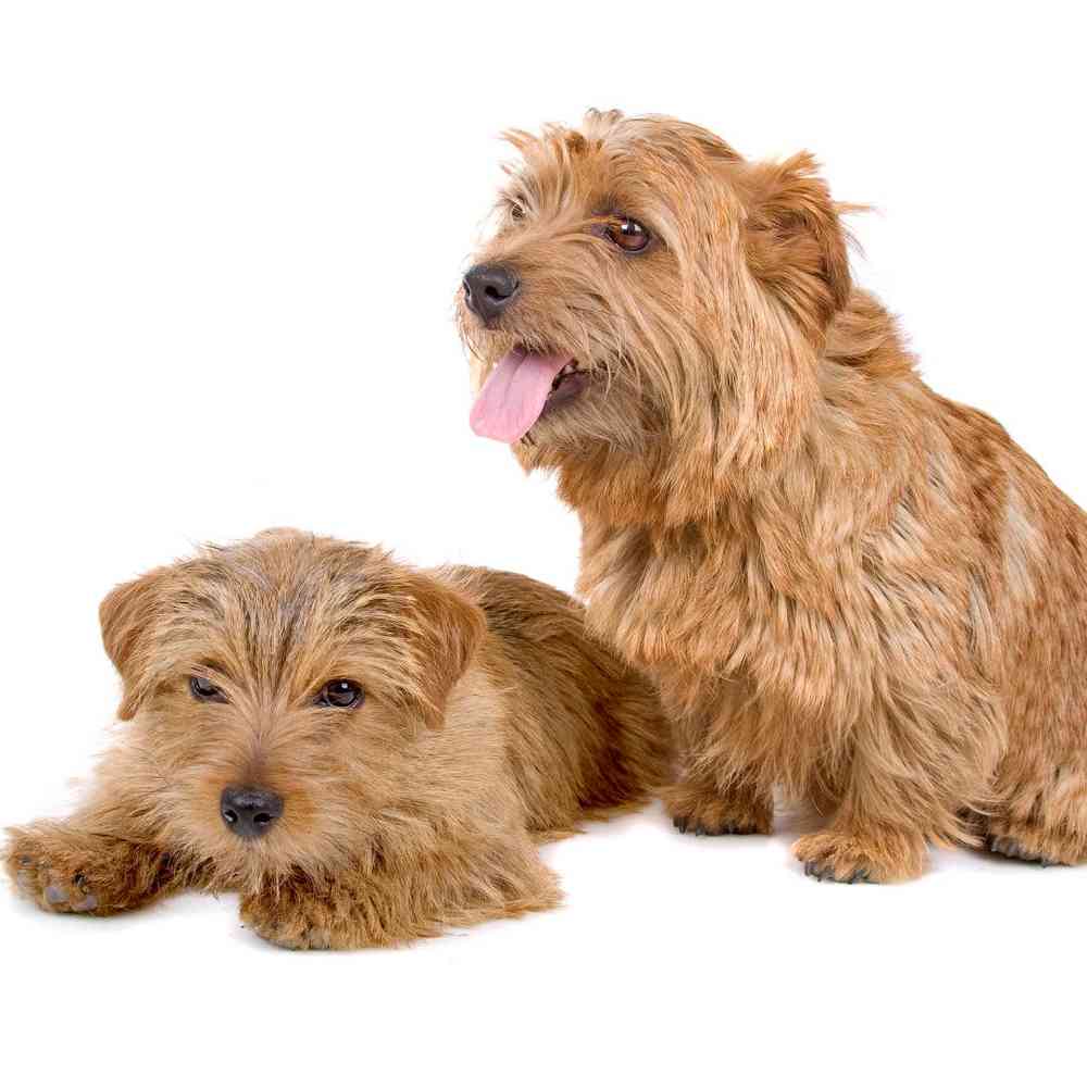 Norfolk Terrier image