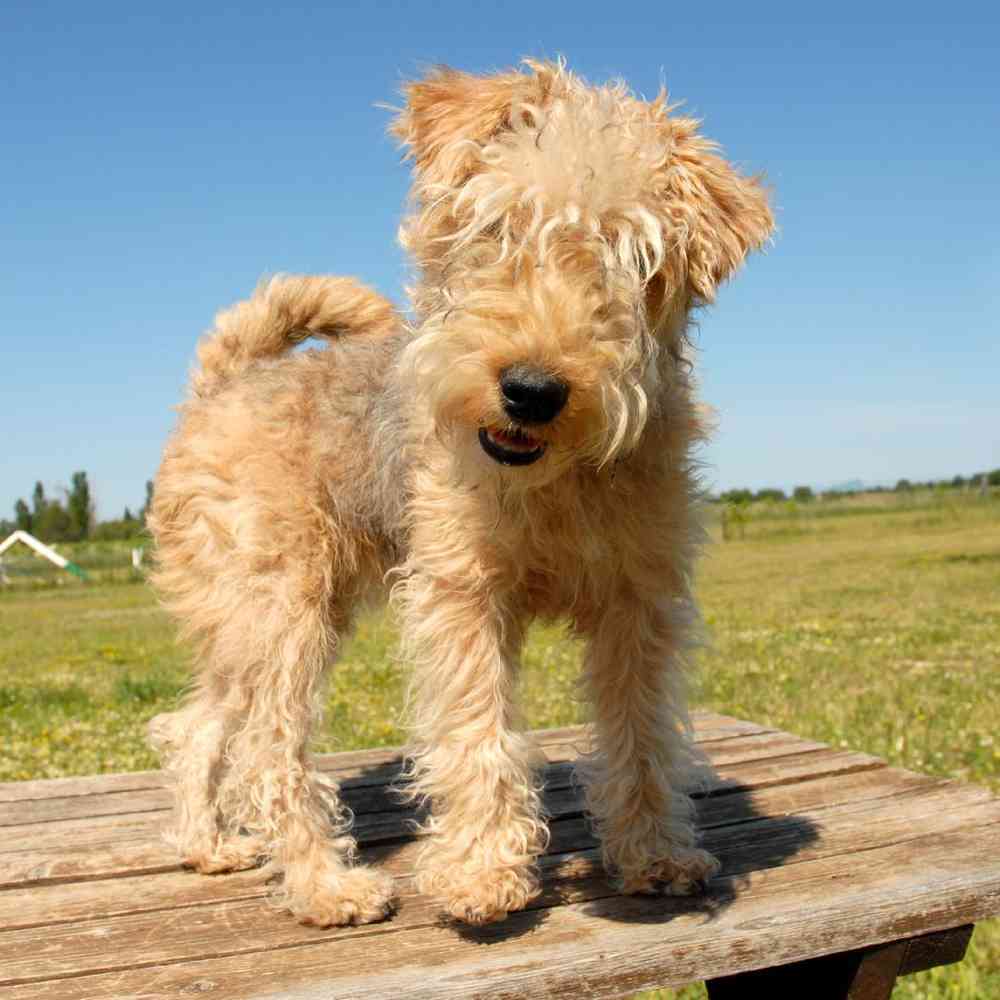 Lakeland Terrier image