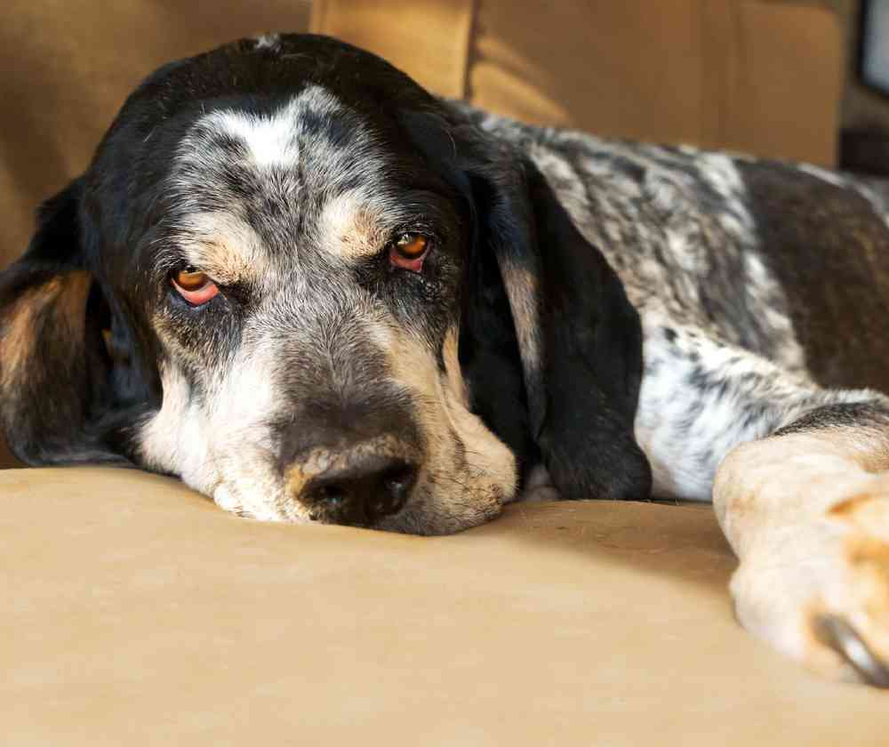 Bluetick Coonhound image