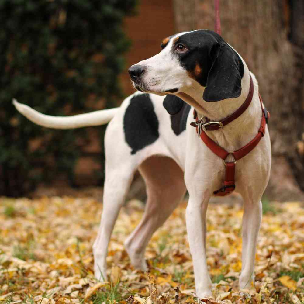 Treeing Walker Coonhound image