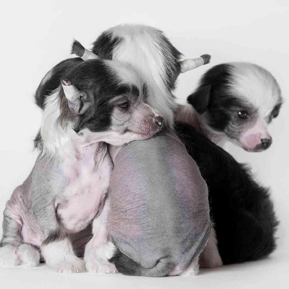Chinese Crested image