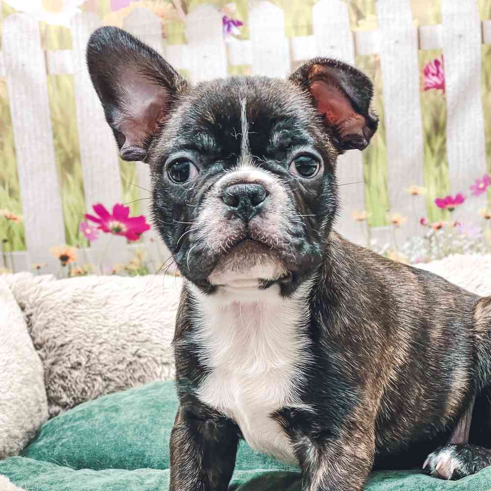 French Bulldog-Boston Terrier image