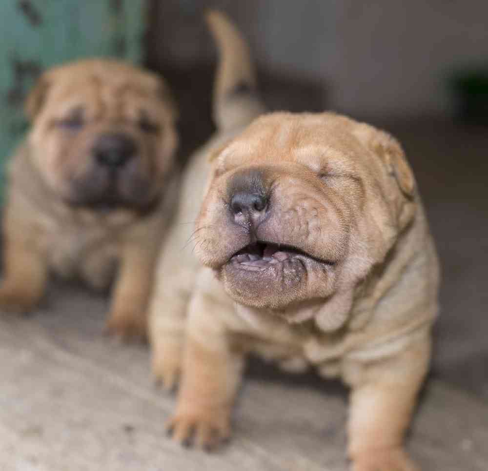 Shar Pei image