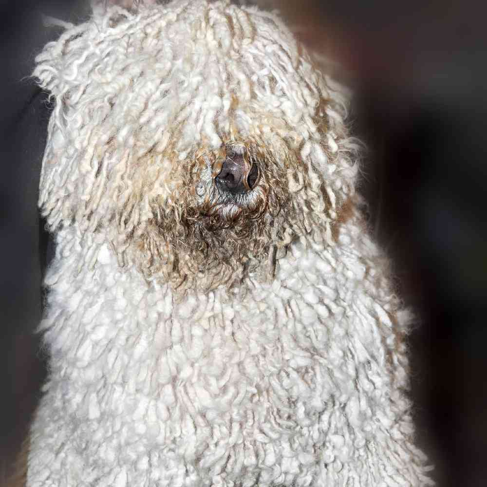 Komondor image