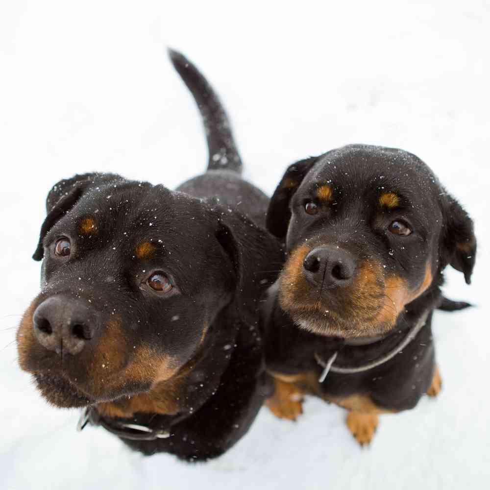 Rottweiler image