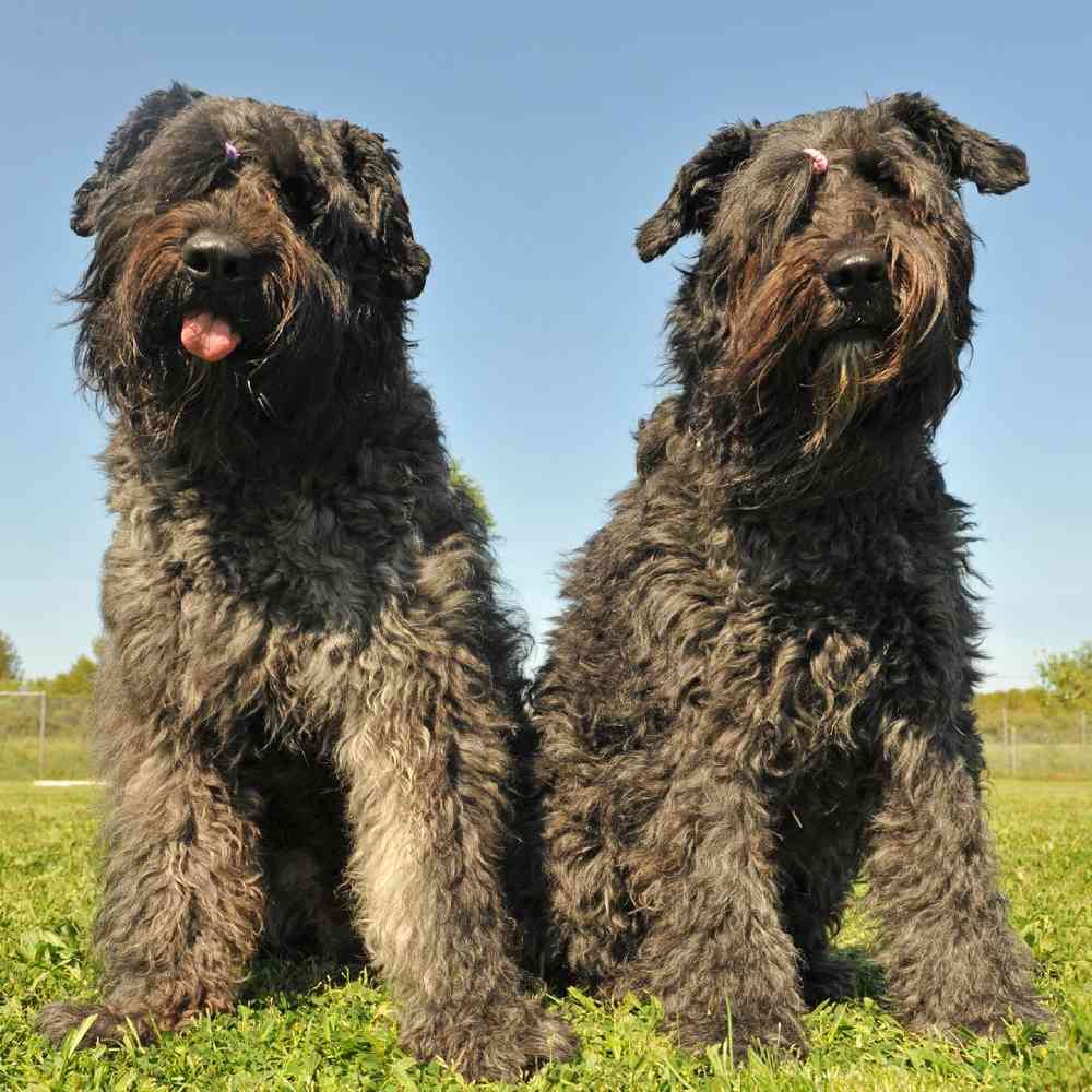 Bouviers Des Flandre image