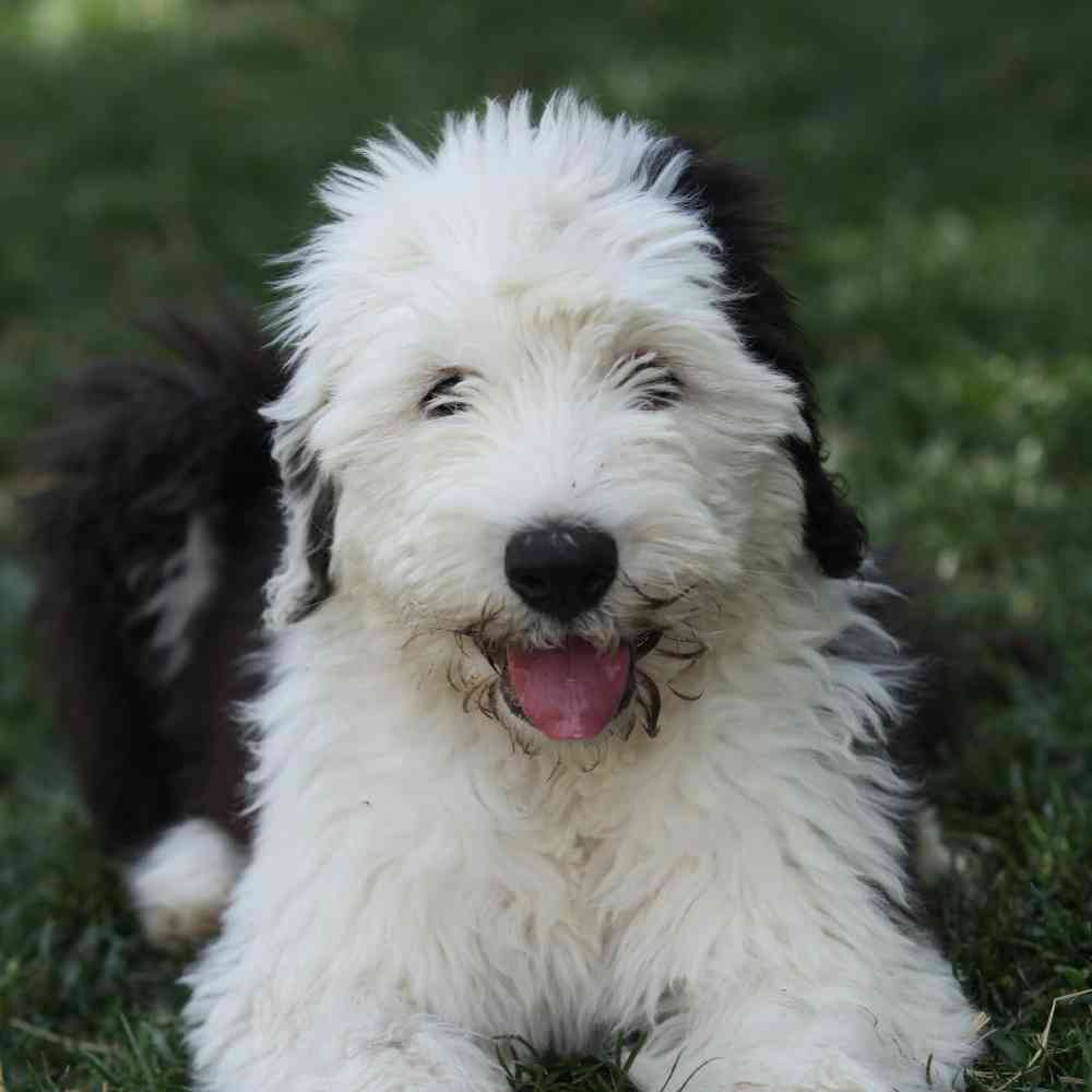 Old English Sheepdog image