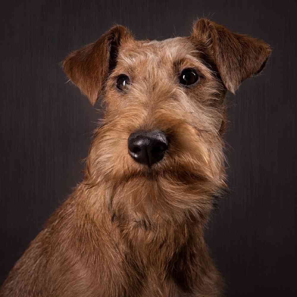 Irish Terrier image