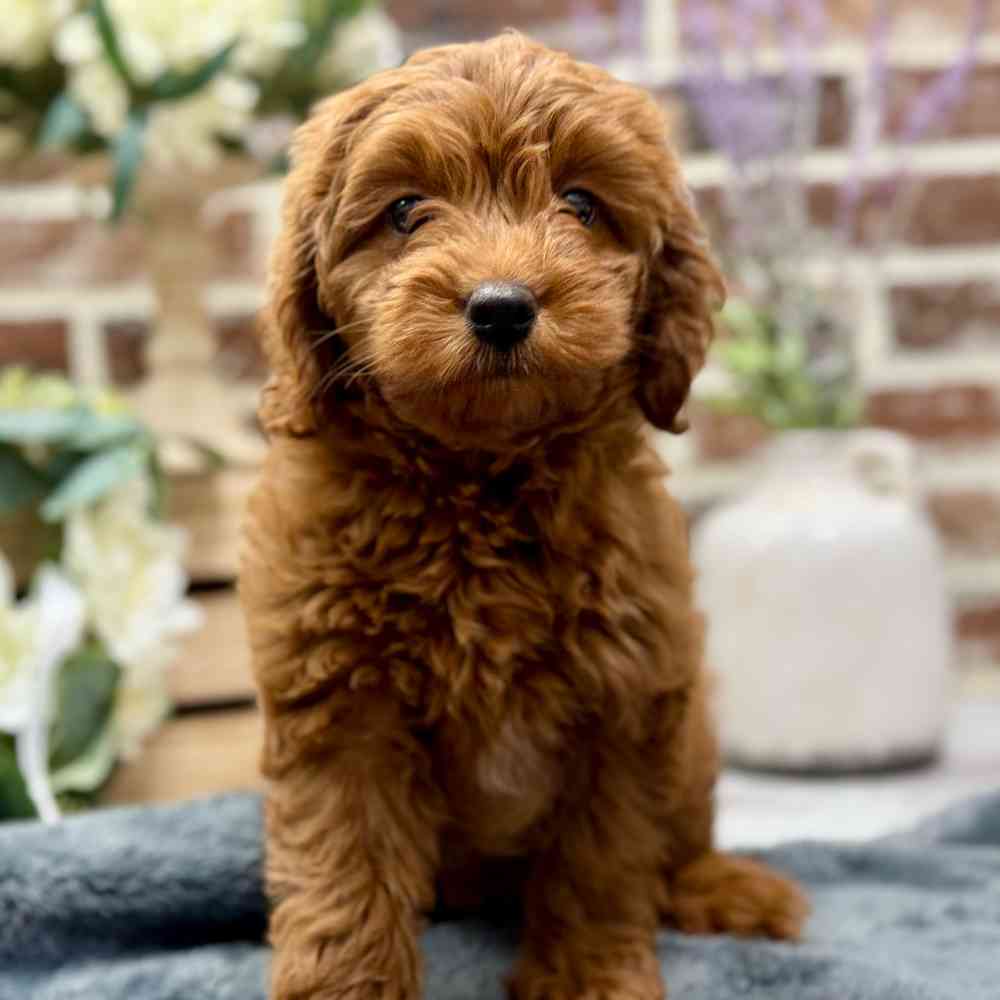 Mini Goldendoodle 2nd Gen image