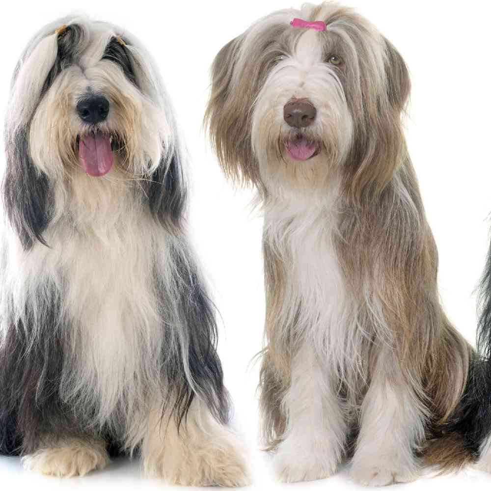 Bearded Collie image
