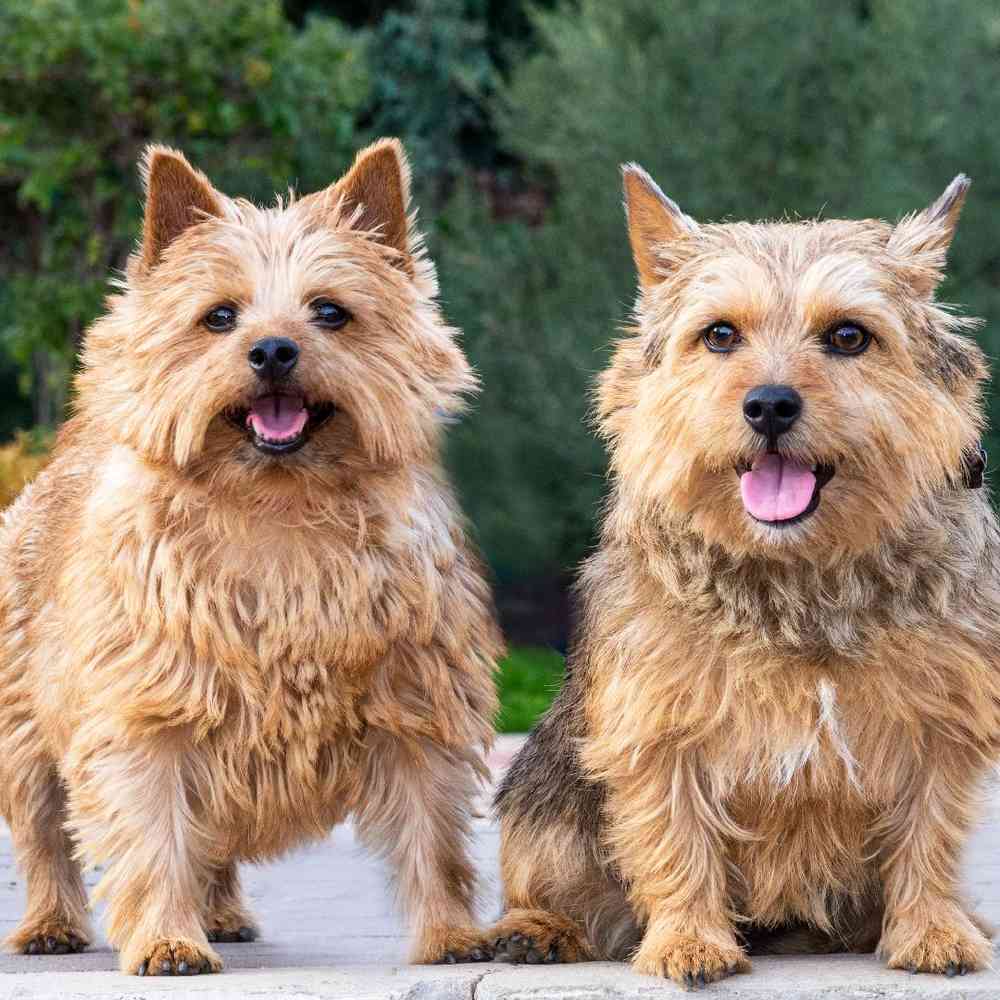 Norwich Terrier image