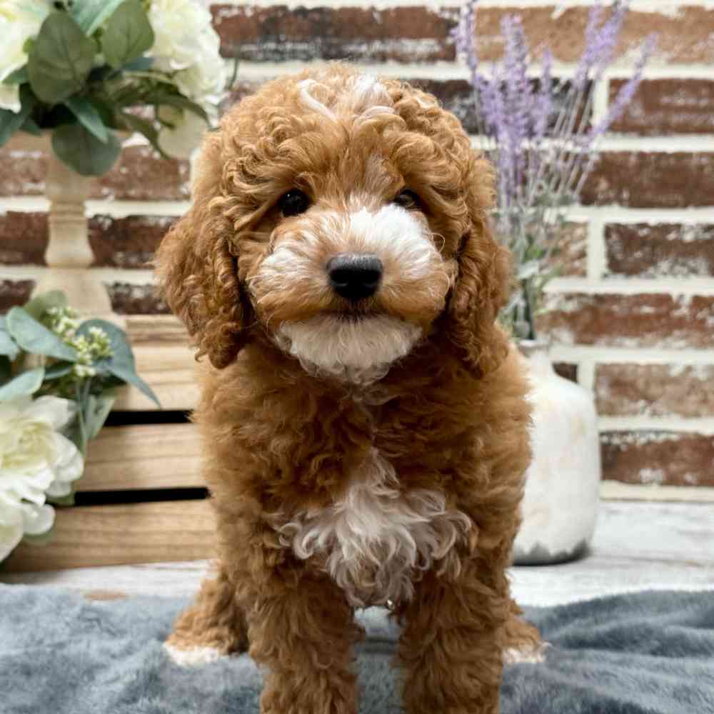 Mini Goldendoodle 2nd Gen image