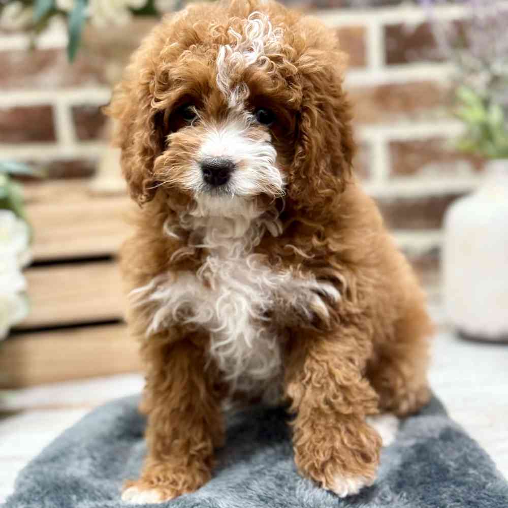 Cavapoo 2nd Gen image