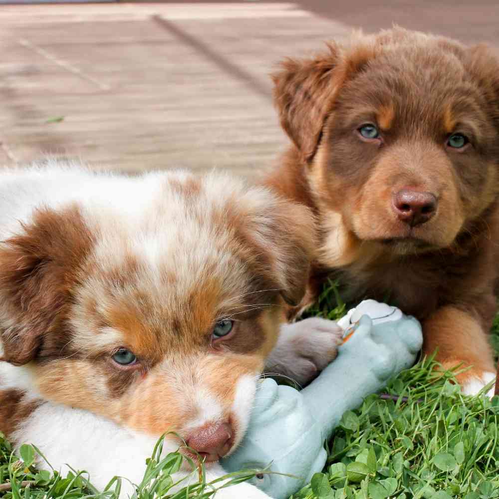 Australian Shepherd Puppies for Sale