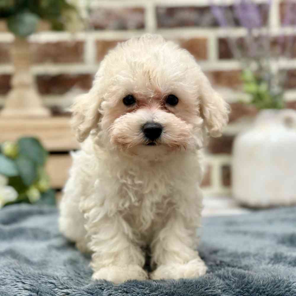 Bichon / Poodle image