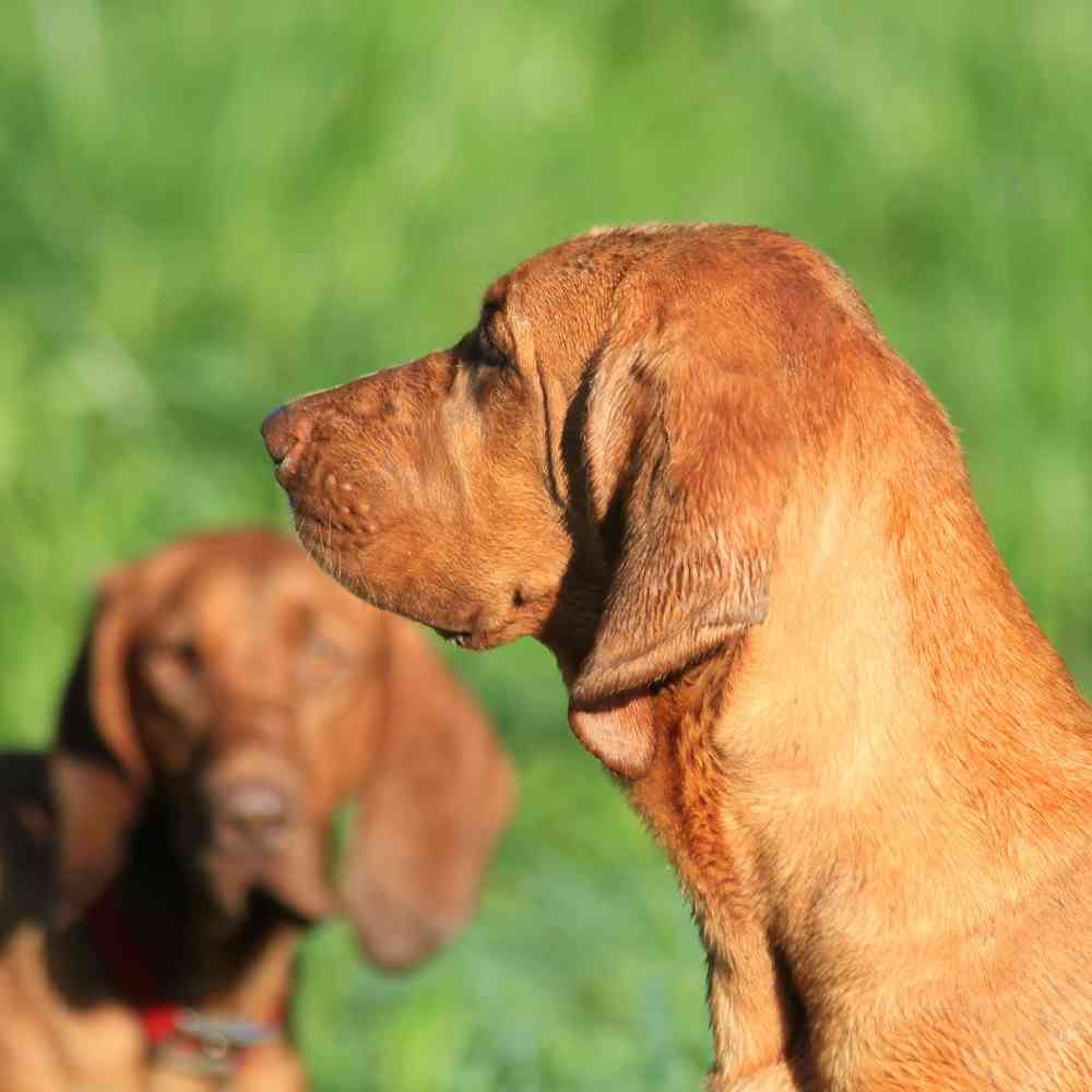 American Coonhound image