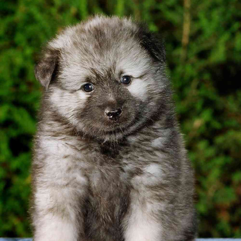 Keeshond image