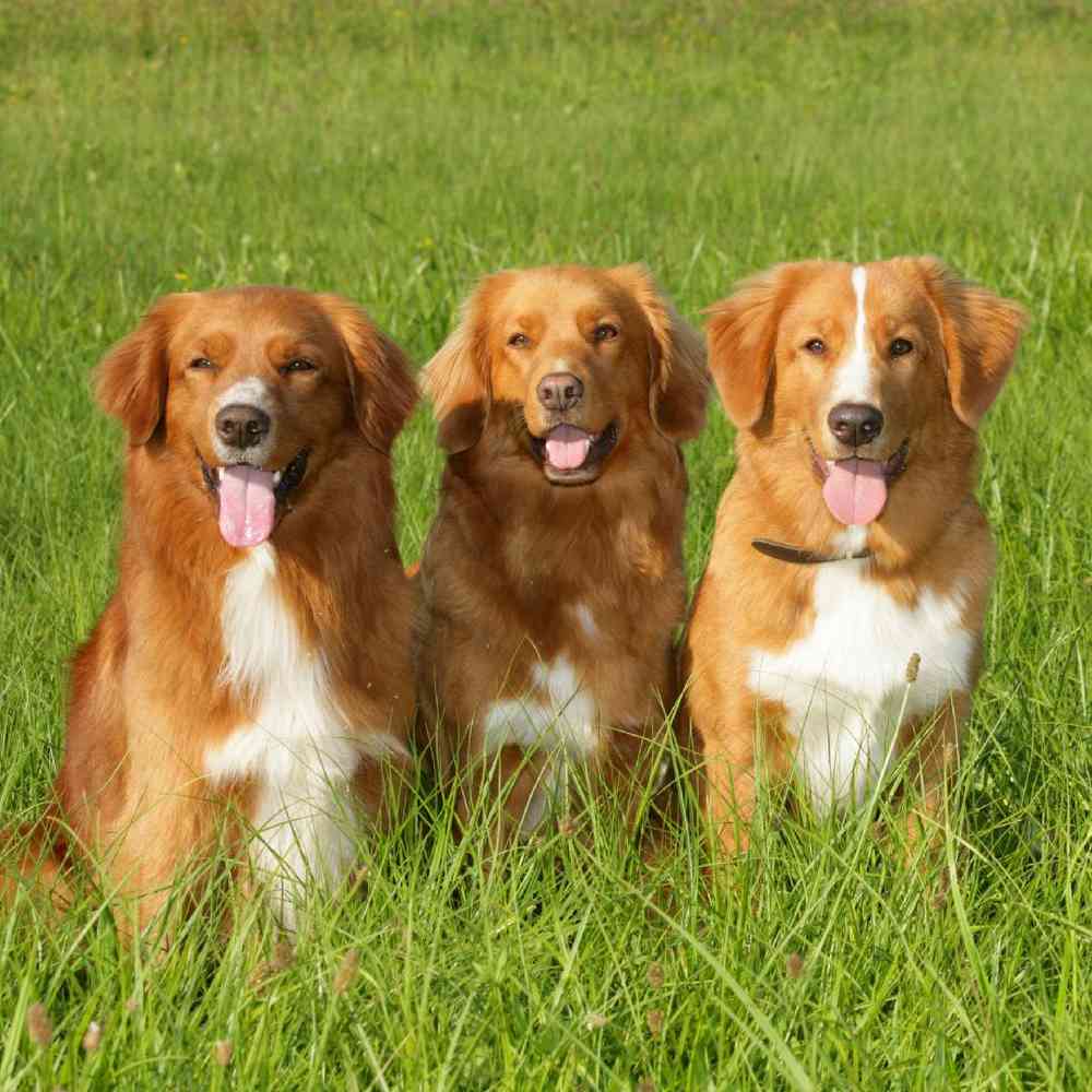 Nova Scotia Duck Tolling Retriever image