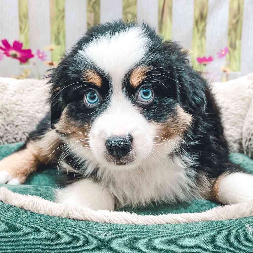 Toy Australian Shepherd image