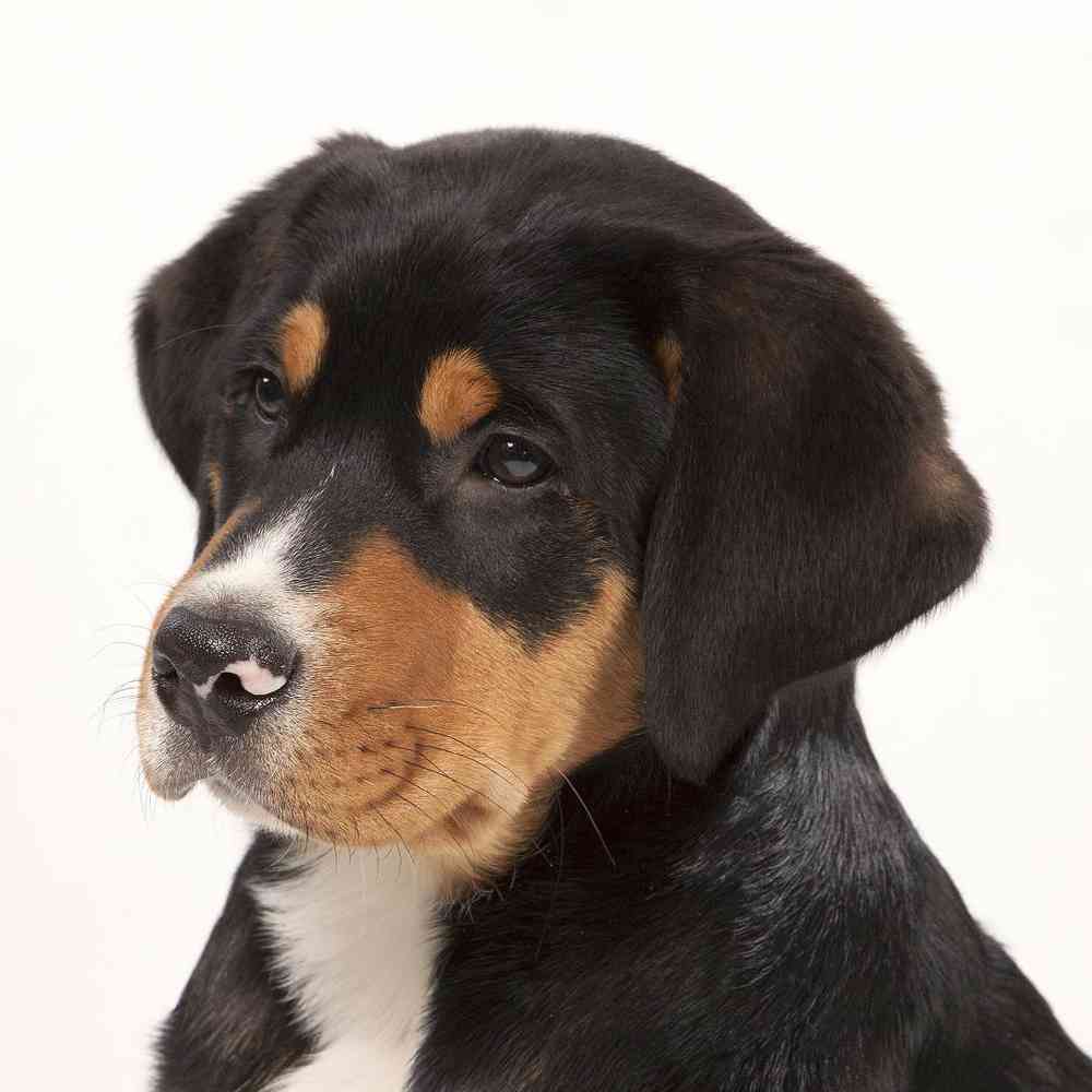 Greater Swiss Mountain Dog image