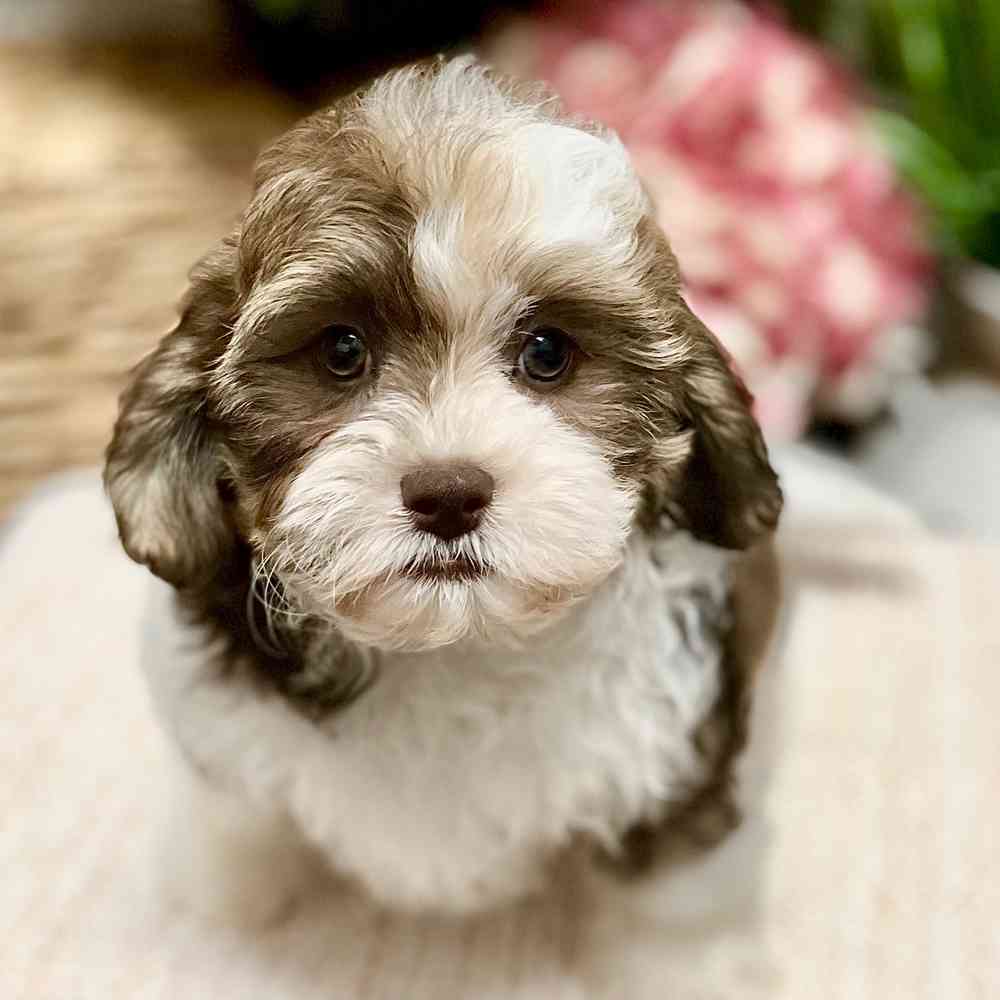 Lhasa / Poodle image