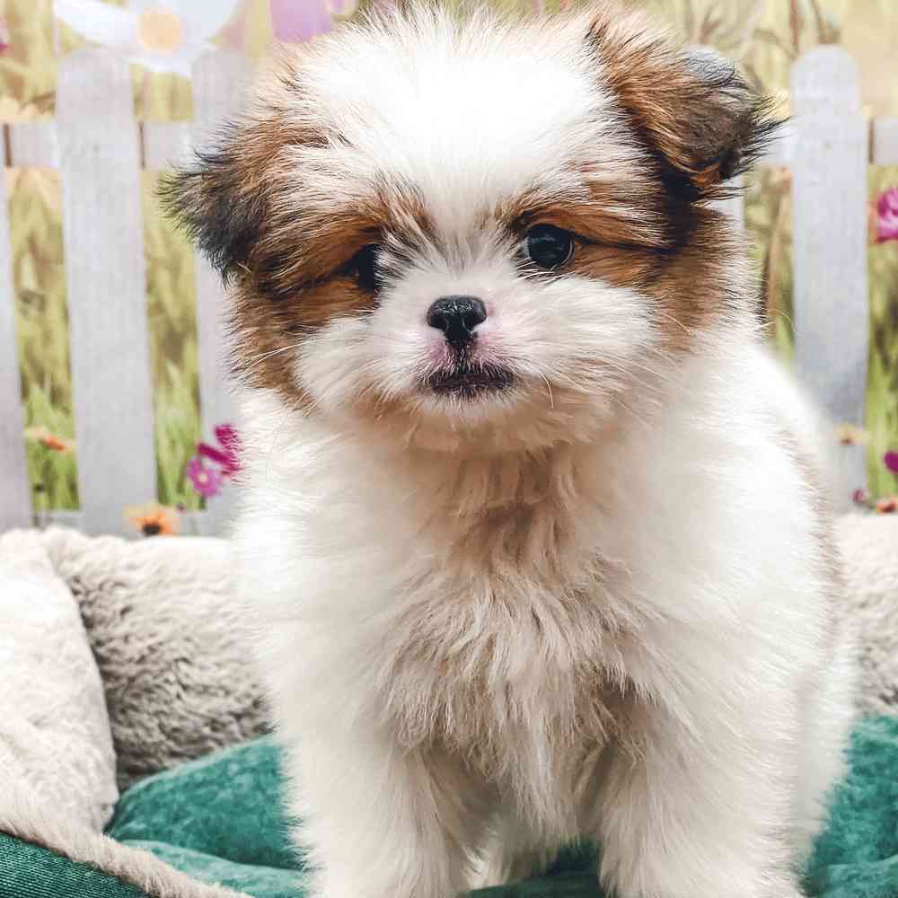 Shih Tzu / Pomeranian image