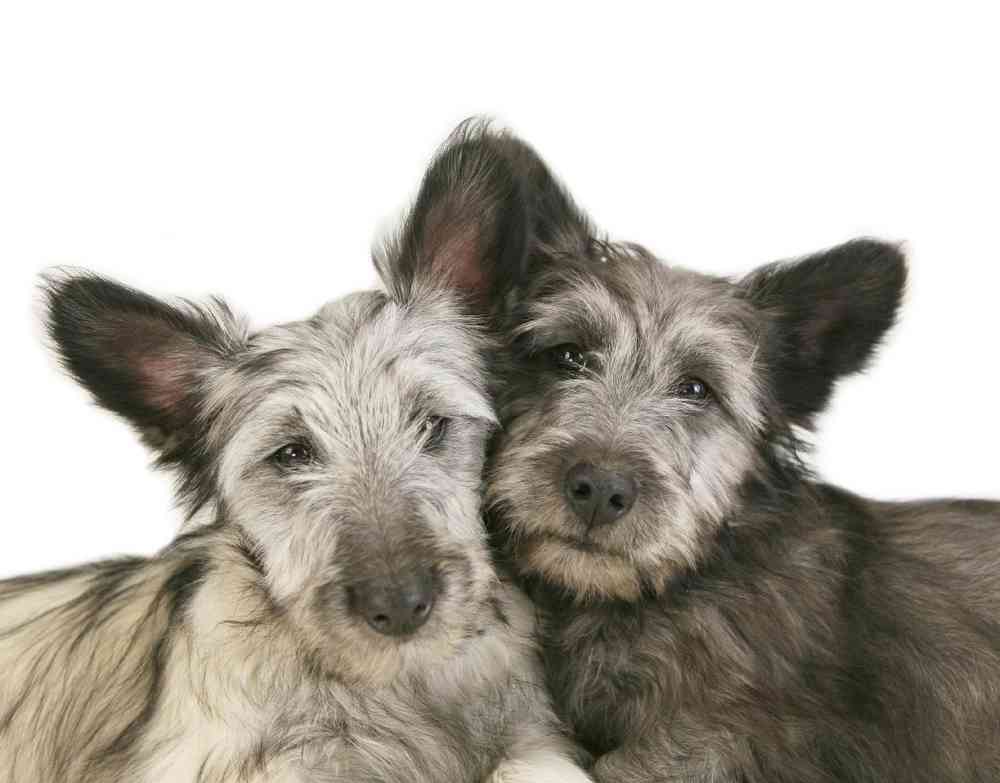 Skye Terrier image