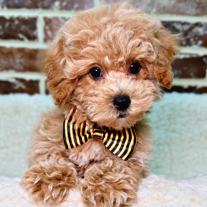 Bichon / Poodle image