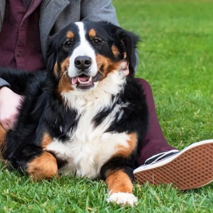 Bernese Mountain Dog image