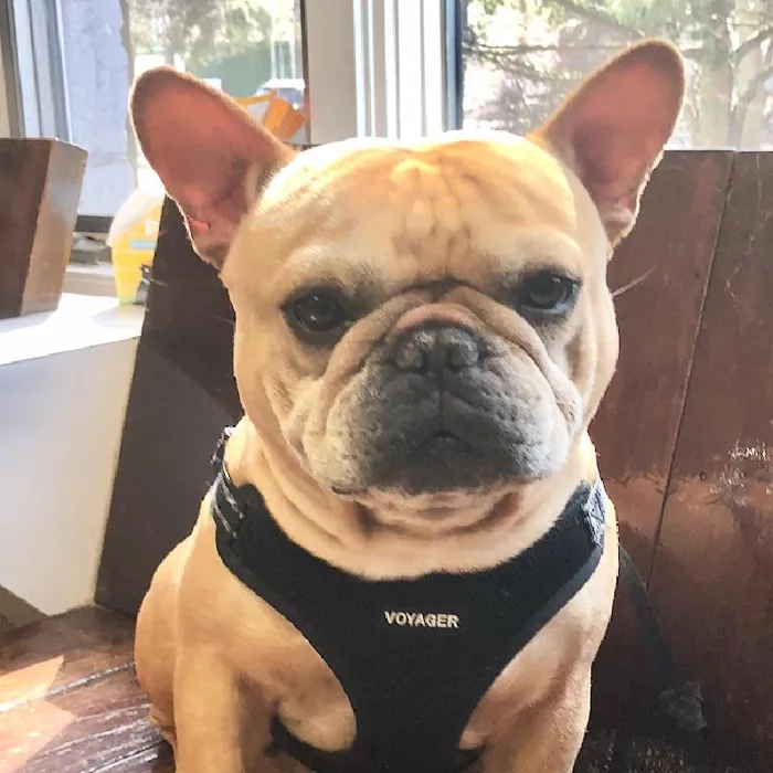 French Bulldog image