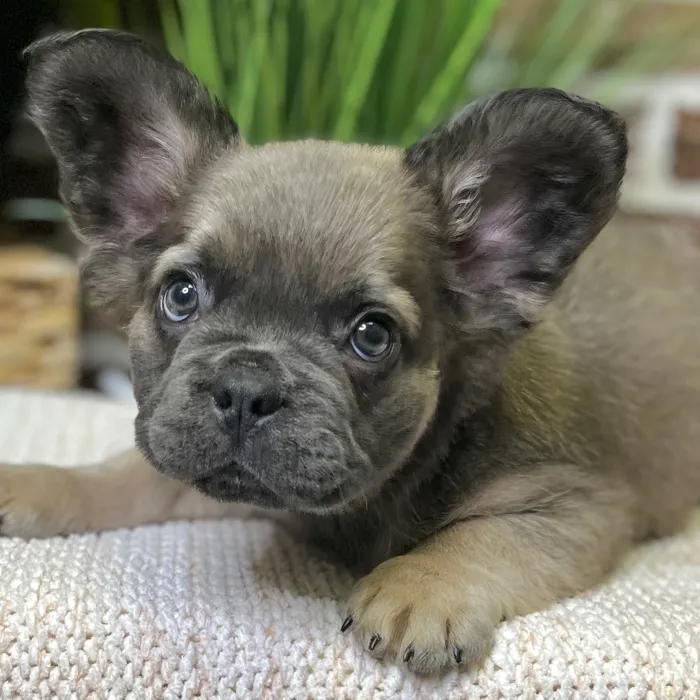 'Fluffy' French Bulldog image
