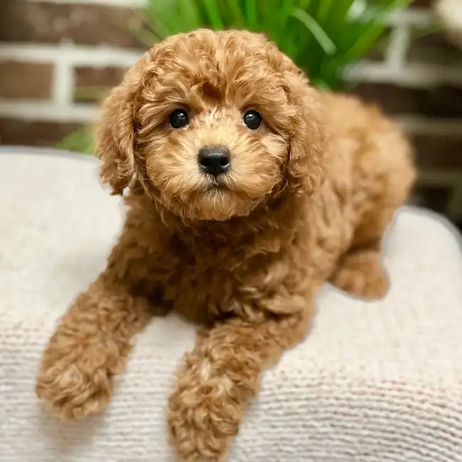 Mini Labradoodle 2nd Gen image