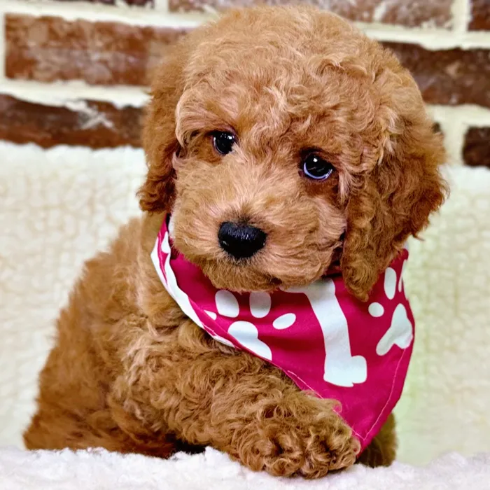 Mini Labradoodle 2nd Gen image