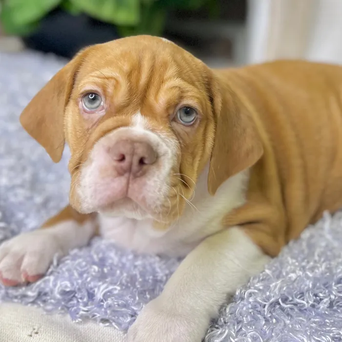 Bulldog / Beabull image