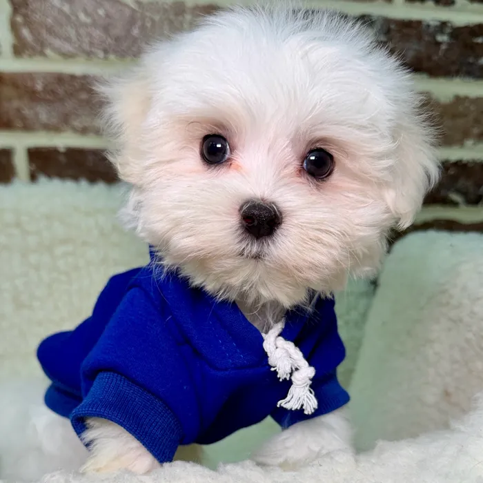 Havanese / Maltese image