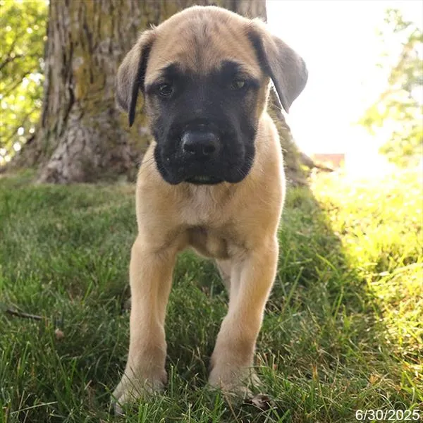 English Mastiff image