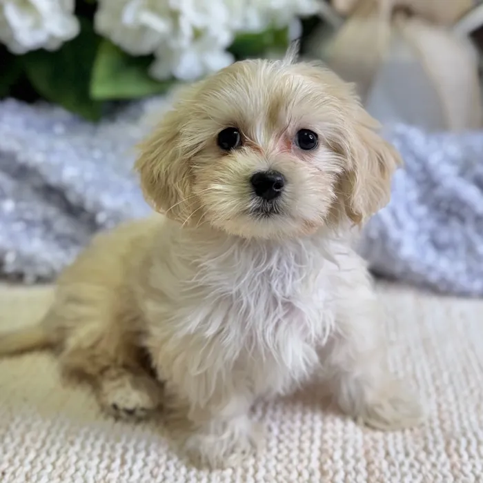 Dachshund / Maltese image