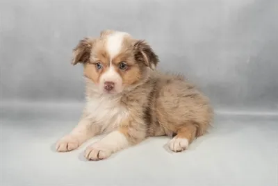 Toy Australian Shepherd image