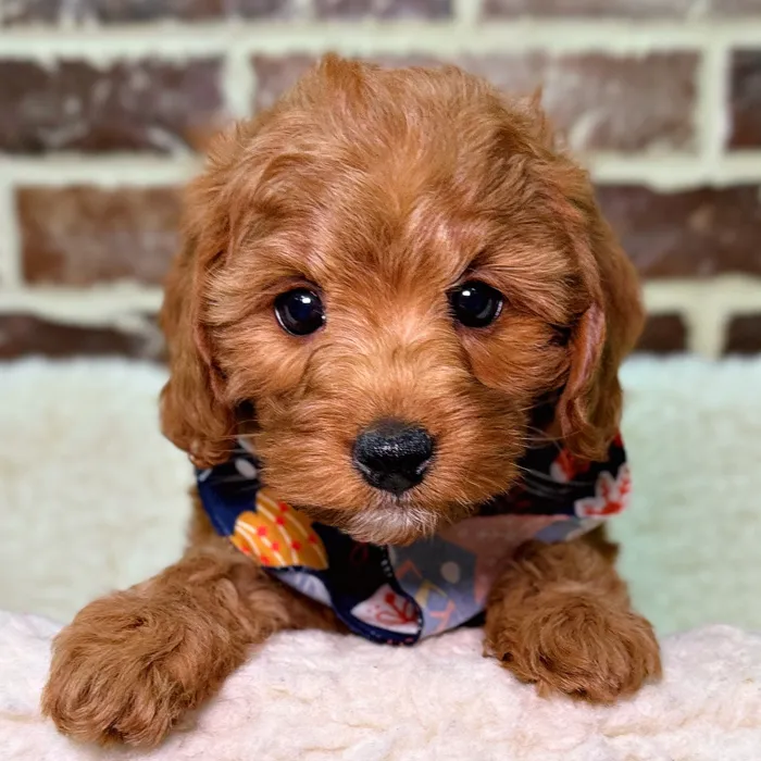 Mini Labradoodle 2nd Gen image