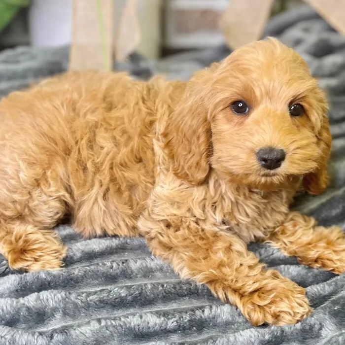 Mini Labradoodle 2nd Gen image